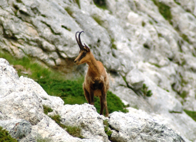 Camoscio d''Abruzzo Rupicapra pyrenaica ornata